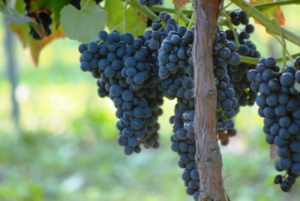 Blaue Weinrebe ALDEN